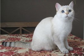 Затушеванный Колор-пойнт Окрас Британских Кошек: фото, стандарт окраса. Фото затушеванный поинт британских котят, кошек, котов. Серебристый и золотой затушеванный колор-пойнт британец: стандарт окраса. 
